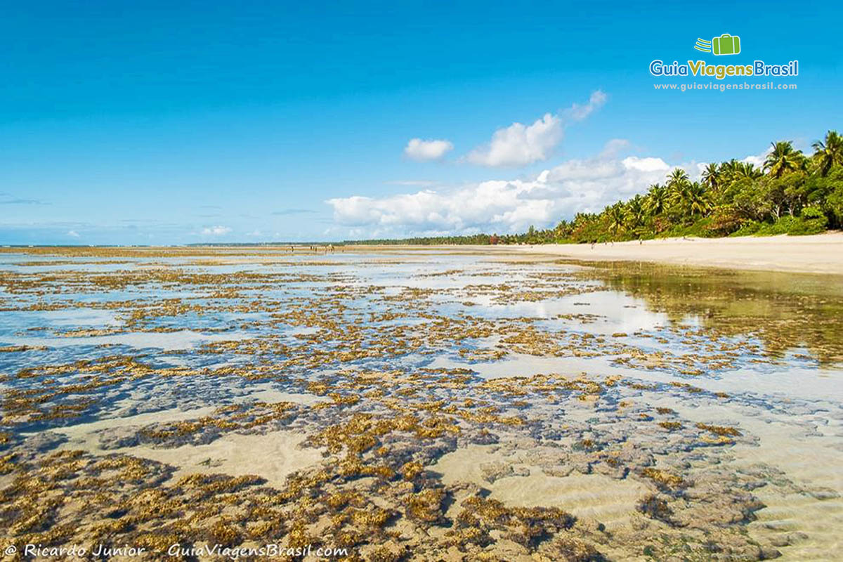 Imagem dos arrecifes nas águas e ao fundo os coqueiros da Quarta Praia.