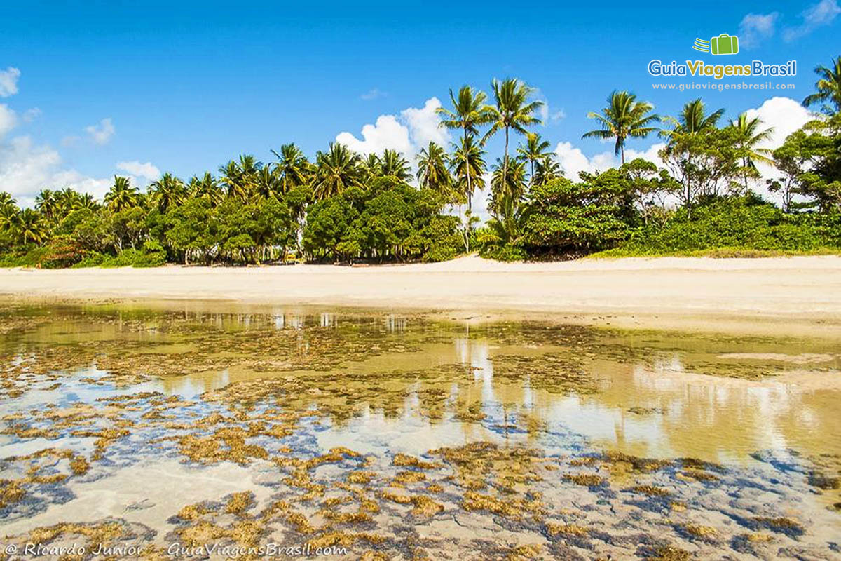 Imagem dos lindos coqueiros que compões a bela paisagem junto com os arrecifes.