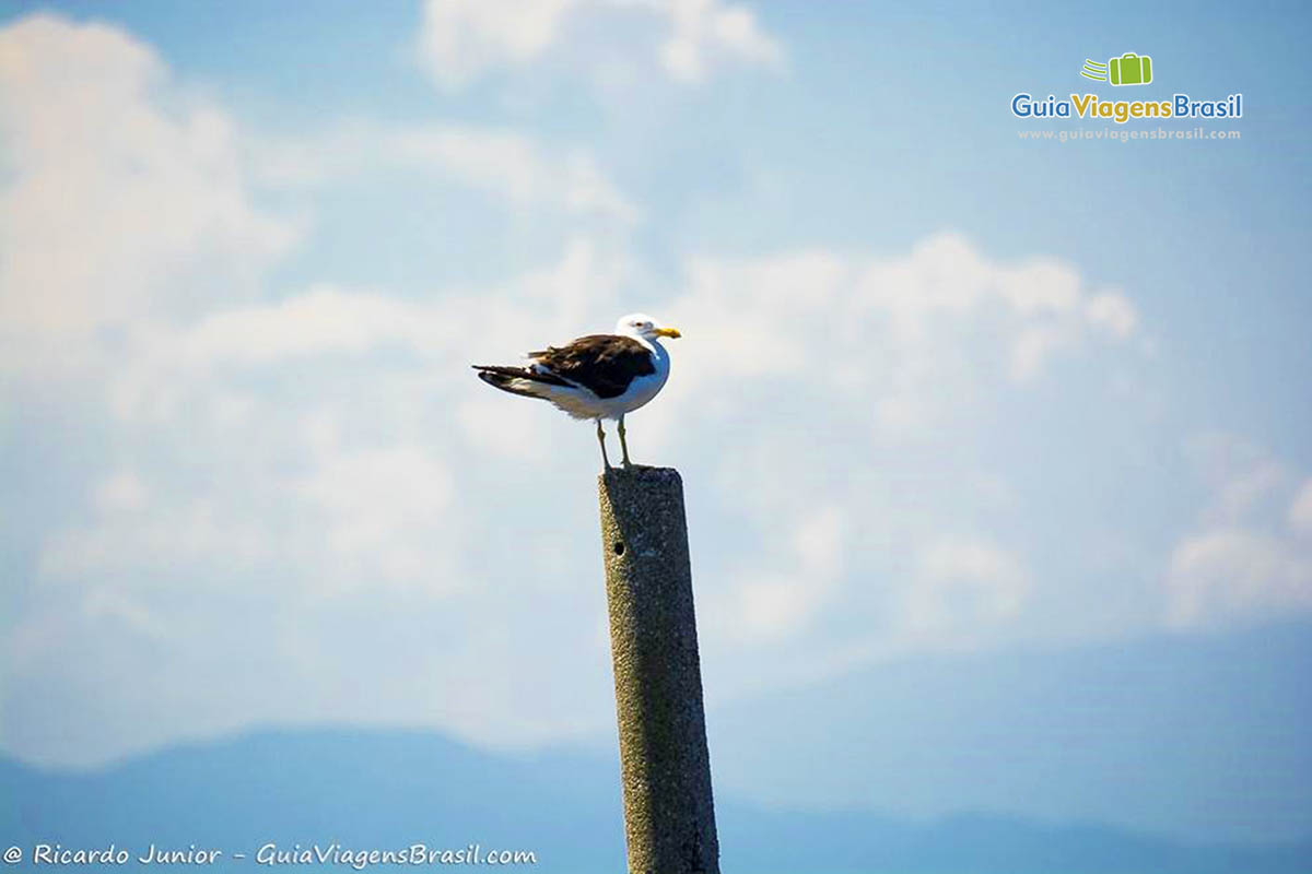 Imagem do pássaro, parece que aguardava os turistas para desejar bom passeio na Ilha do Mel, Paraná, Brasil.