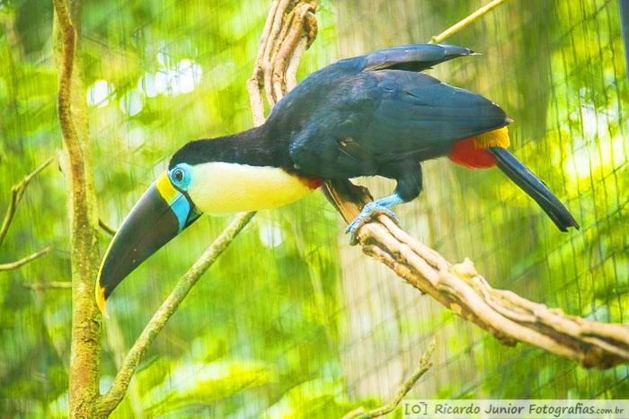 Imagem de um lindo tucano no galho de uma árvore.