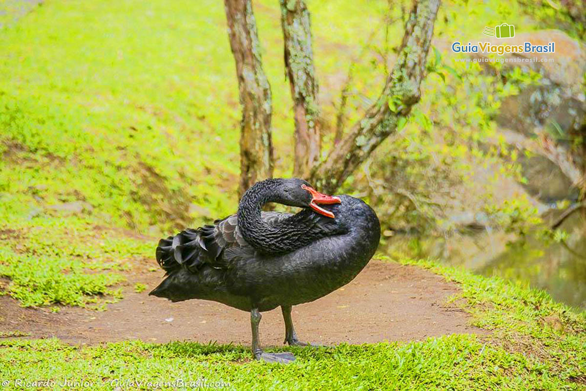 Imagem de pato preto com bico vermelho, na Universidade Meio Ambiente.