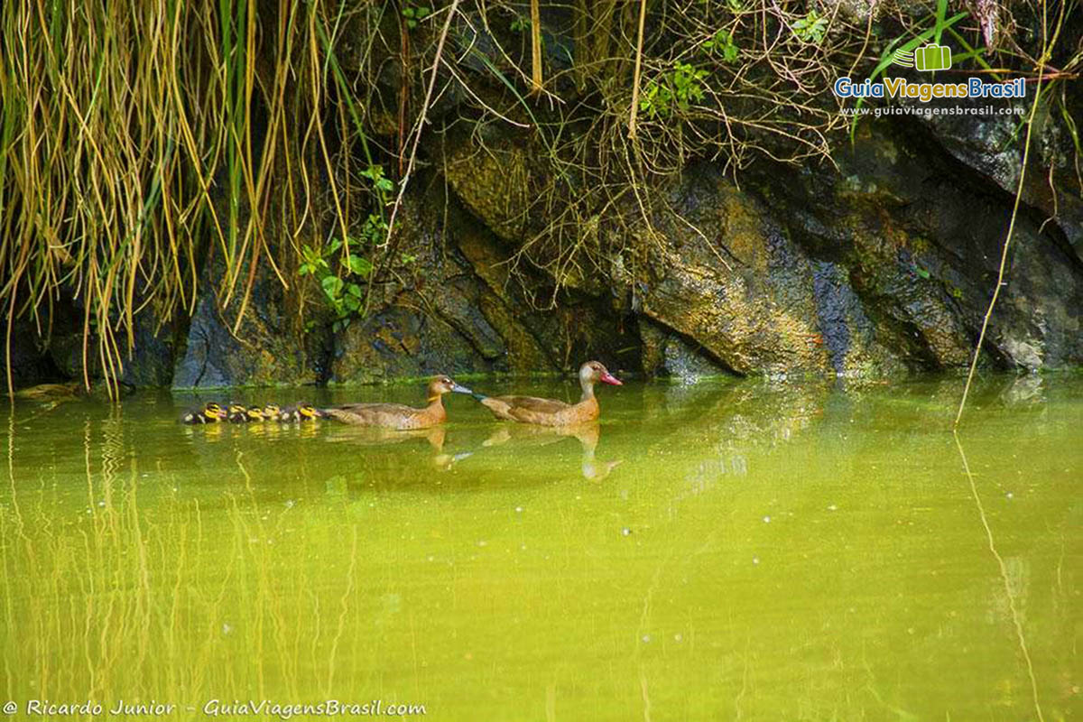 Imagem de patos no lago da Universidade de Meio Ambiente, em Curitiba.