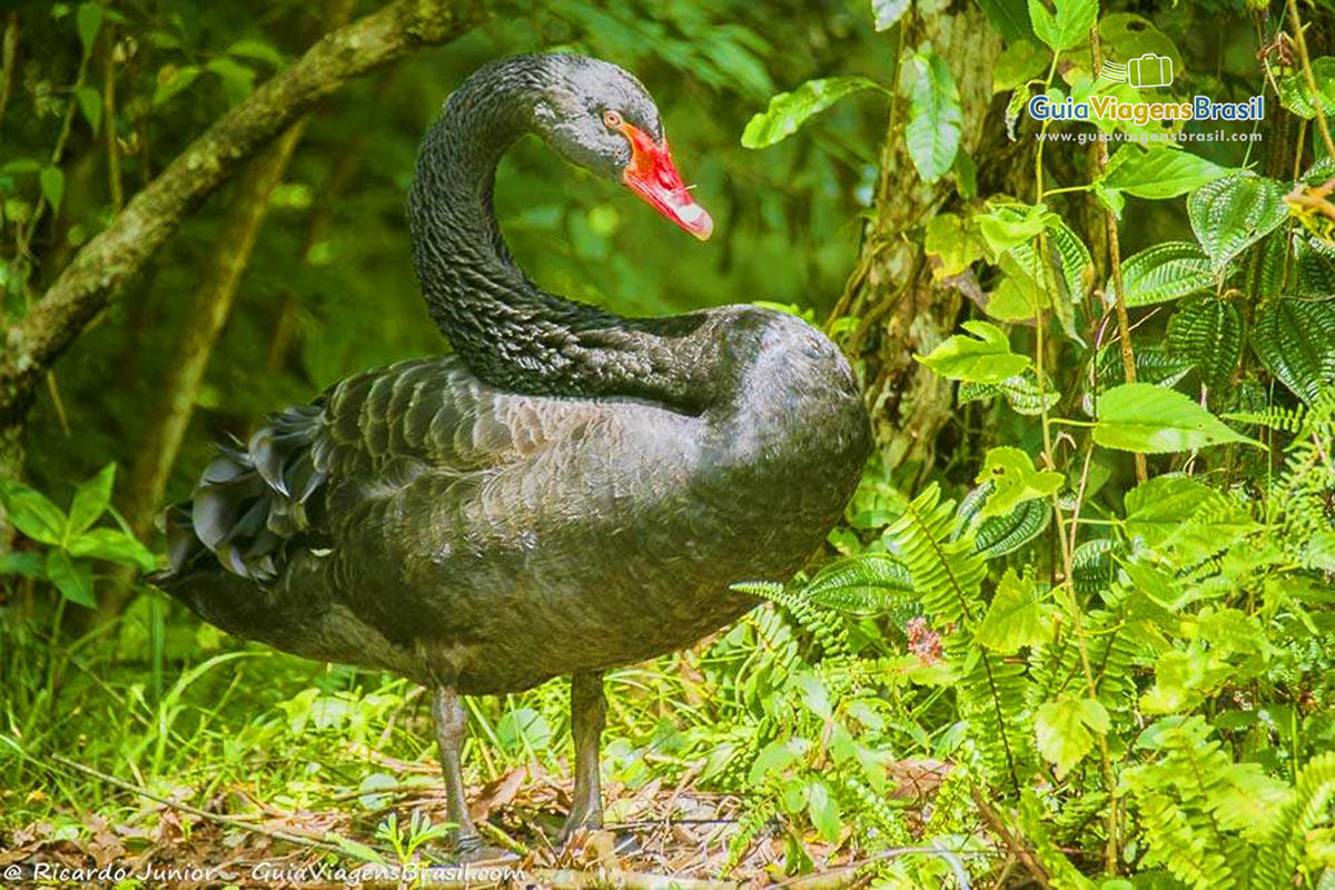 Imagem de um pato na Universidade de Meio Ambiente, em Curitiba.