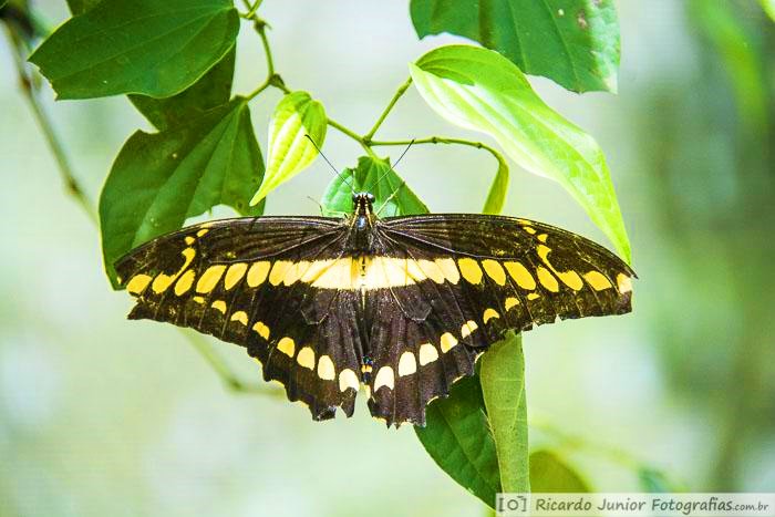 Imagem de uma borboleta amarela e preta. 