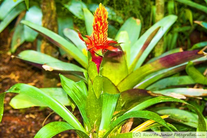 Imagem de uma bromélia vermelha, no parque visitante pode interagir com as aves, reptéis e flores.