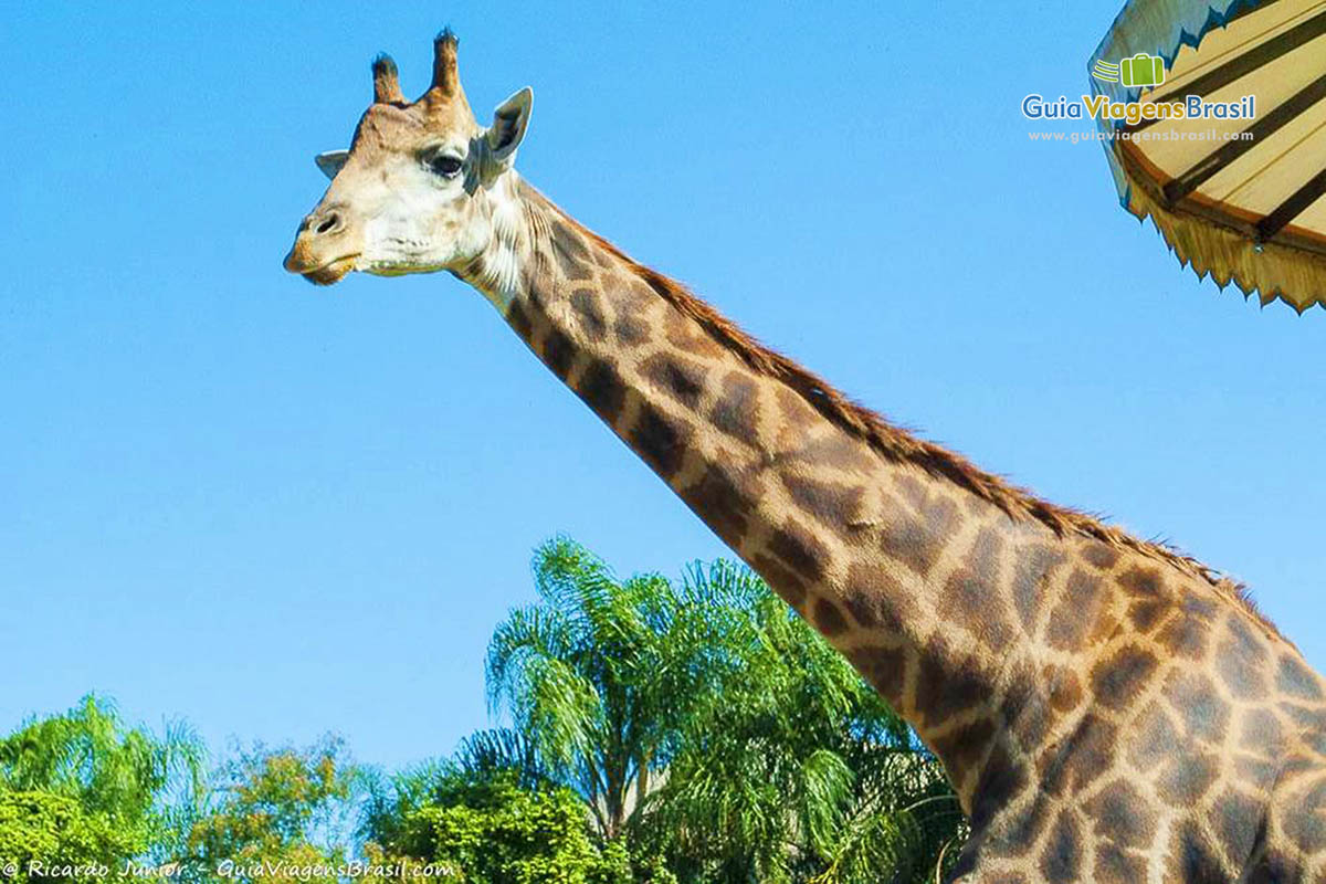 Imagem de bela girafa no Beto Carreiro.