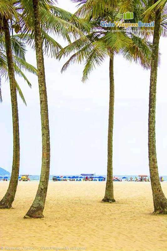 Imagem de enormes coqueiros na Praia de Santos.