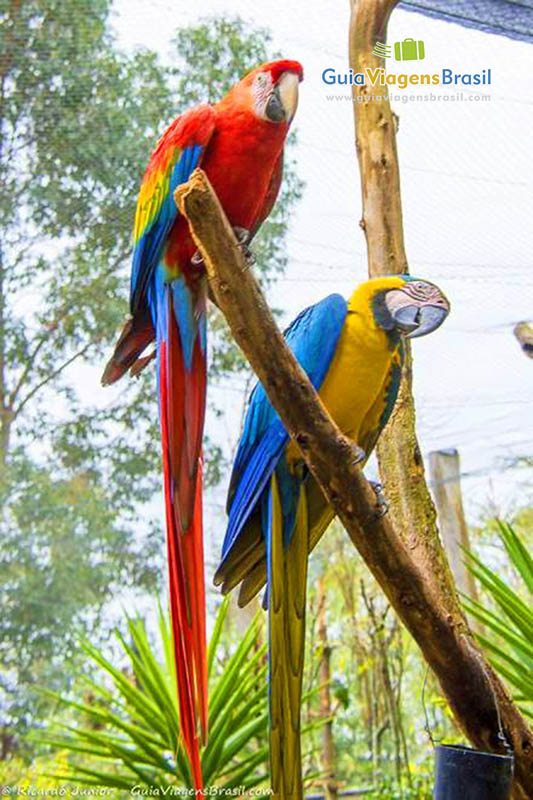 Imagem de duas araras que até parecem pinturas de muito bonitas que são.