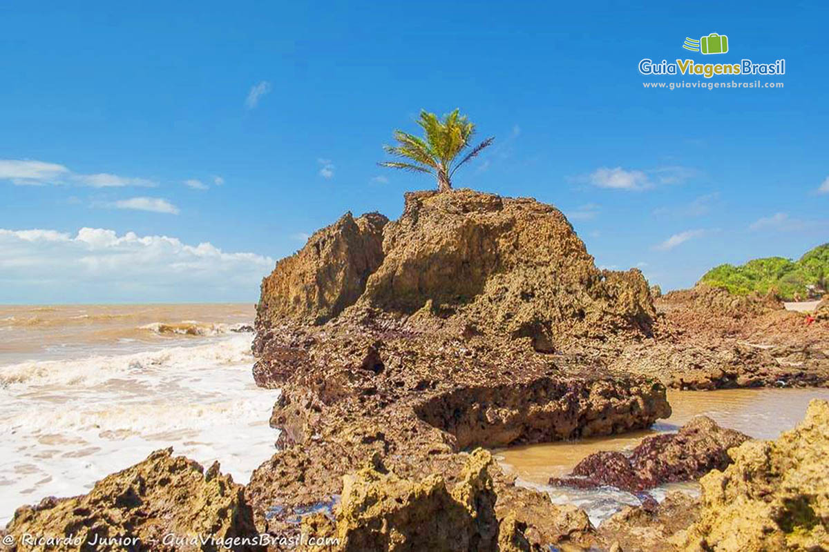 Imagem de coqueiro .em cima das pedras da Praia Tambaba