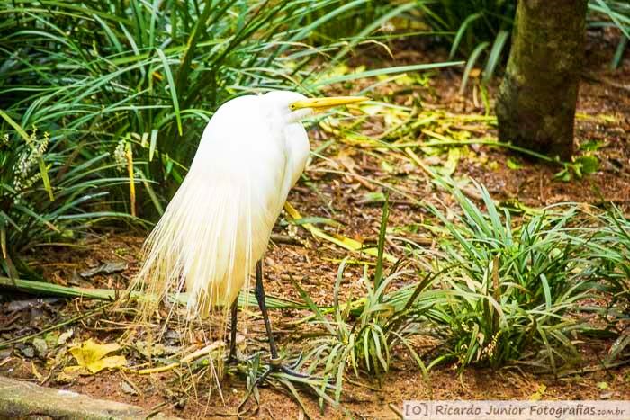 Imagem de bichos em seu habitat natural.