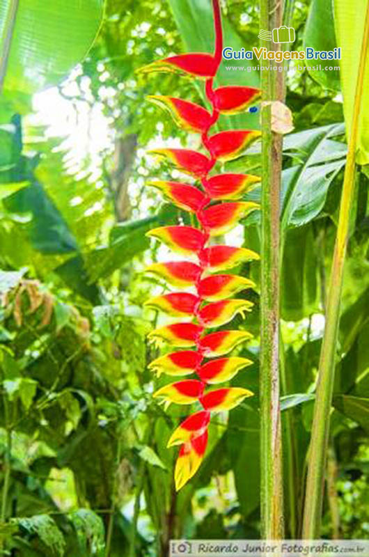 Imagem de flores tão coloridas que até parece com as aves.