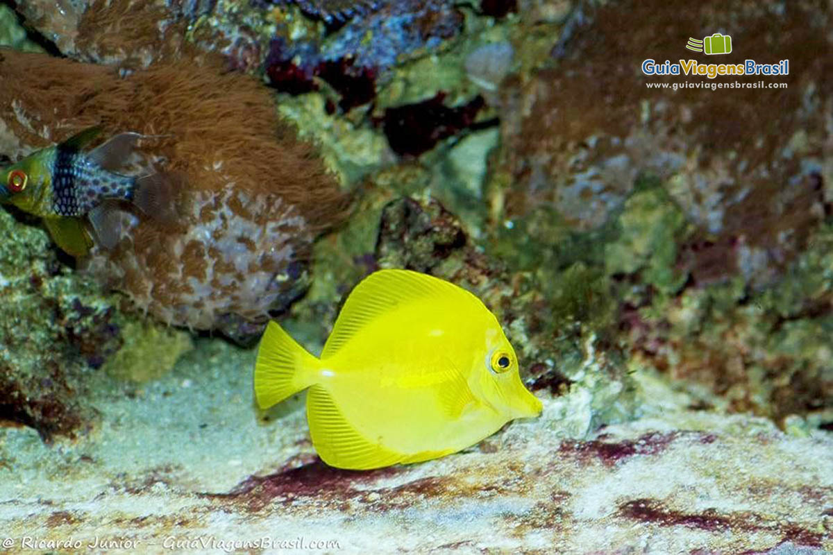 Imagem de lindo peixe amarelo.