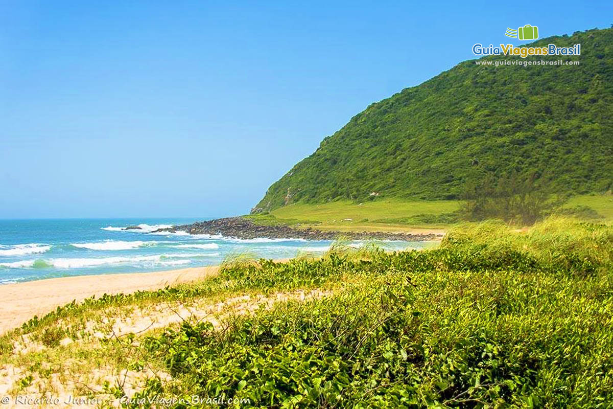 Imagem da vegetação da Praia Silveira.