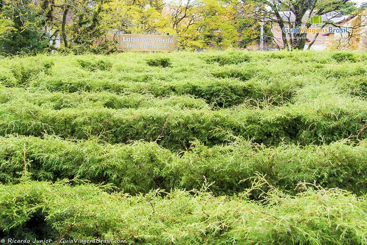 Imagem aproximada do labirinto verde.