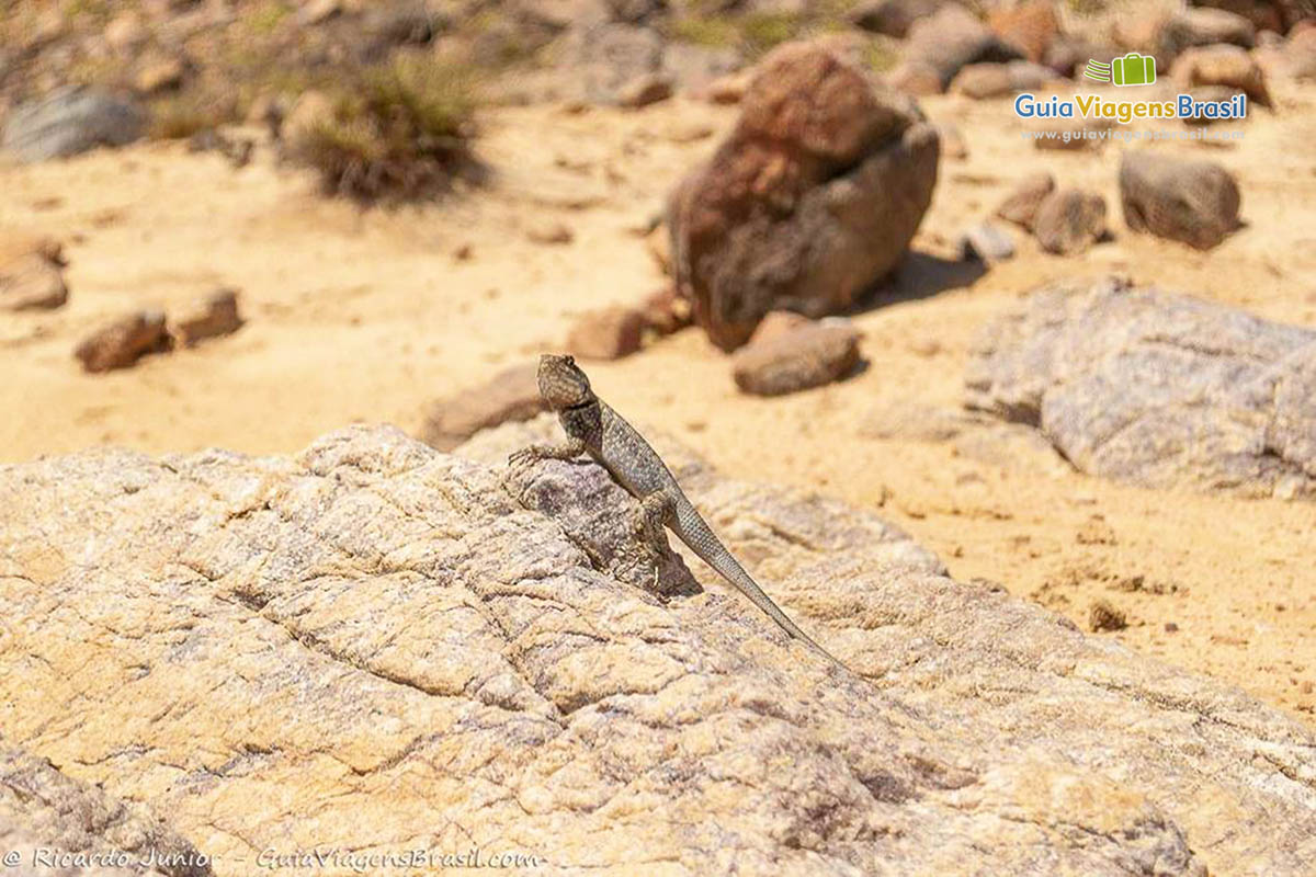 Imagem de um pequeno lagarto na pedra da praia.