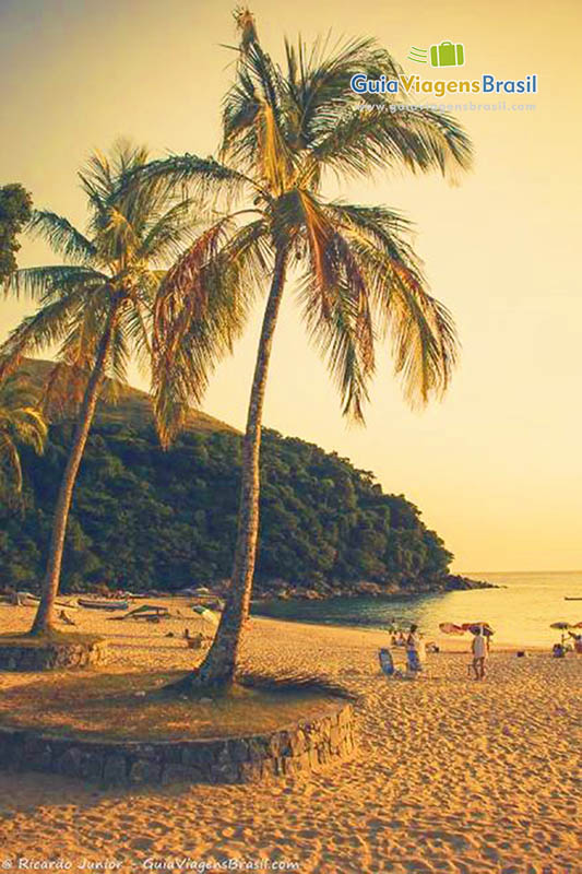 Imagem de um lindo coqueiro na sossegada Praia Paúba.