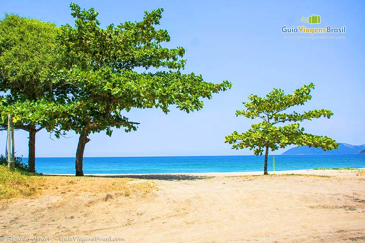 Imagem de árvores na linda Praia de Castelhanos.