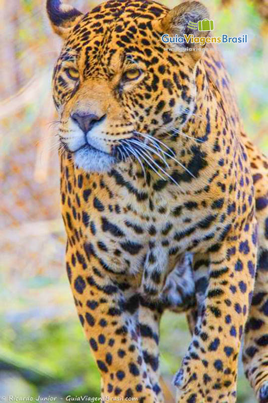 Imagem aproximada do lindo tigre.