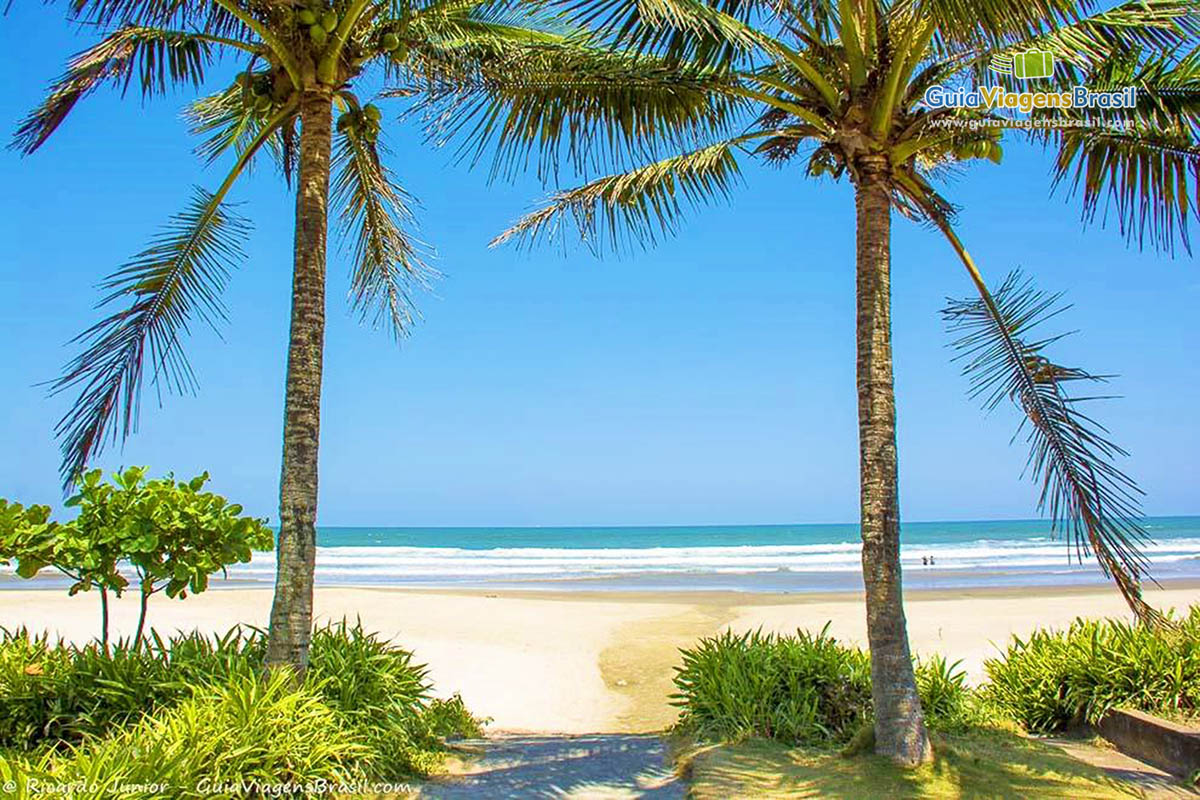 Imagem de lindos coqueiros na Praia Itanhaem.