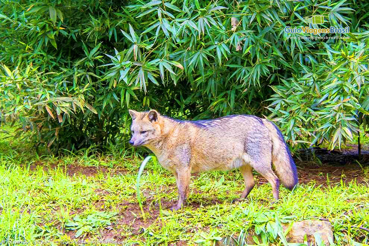 Imagem do lobo andando pela grama.