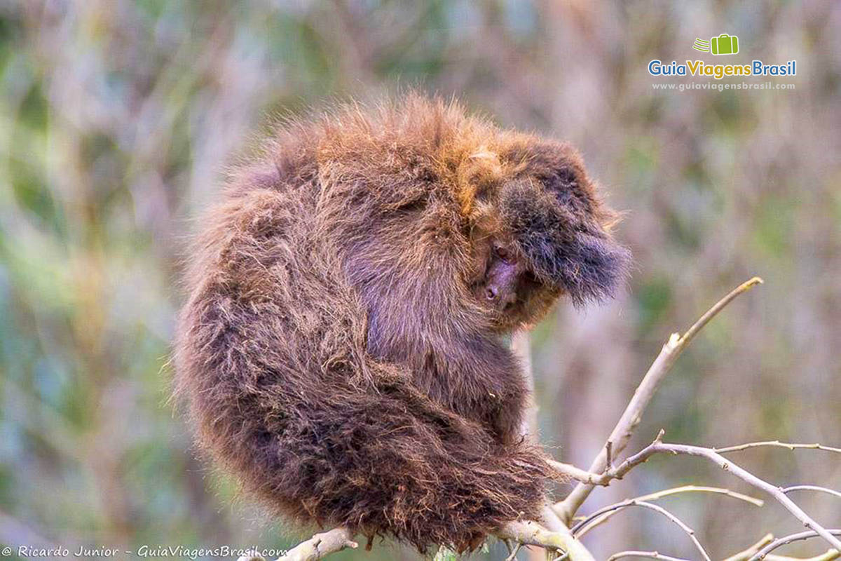 Imagem de um macaco marrom no alto de um galho.