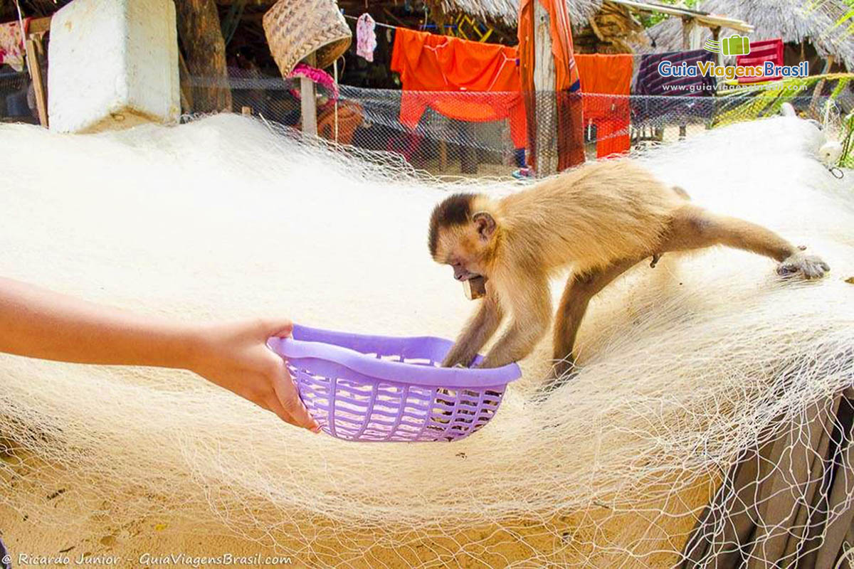Imagem de uma pessoa dando comida para macaco.