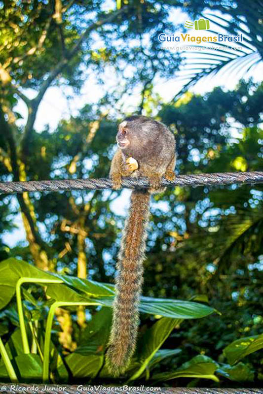 Macaco Sagui, Pão de Açúcar, Rio de Janeiro - Brazil