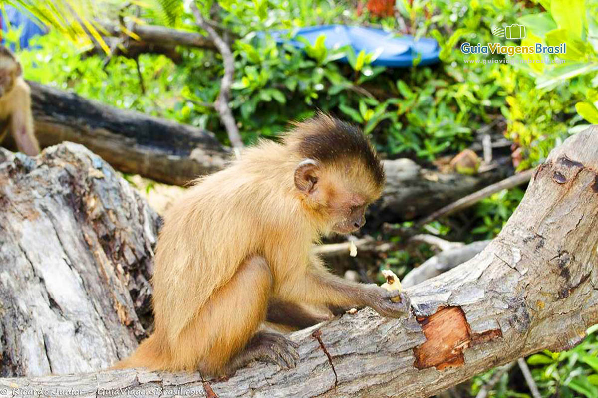 Imagem de uma macaco em cima de um tronco de uma árvore.