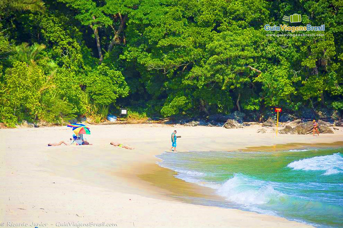 Imagem da Mata extremamente preservada da Praia Jureia.