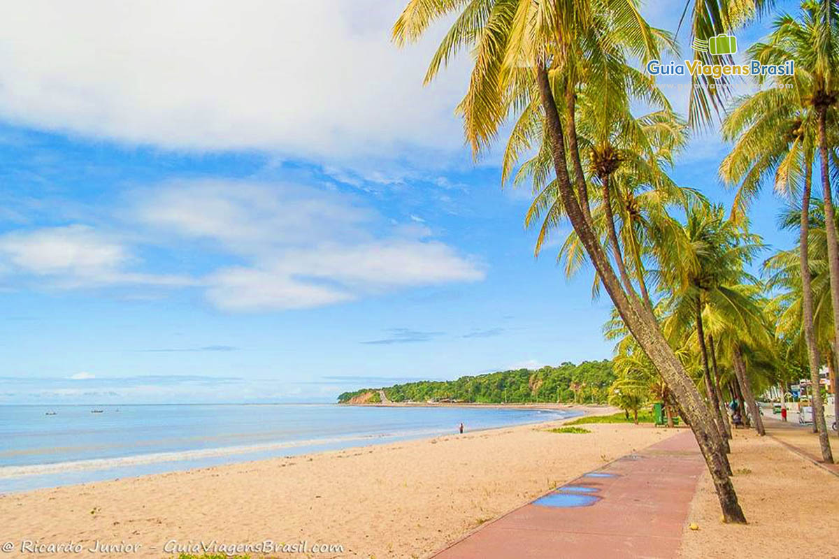 Imagem dos coqueiros no calçadão lado a lado na Praia Cabo Branco.