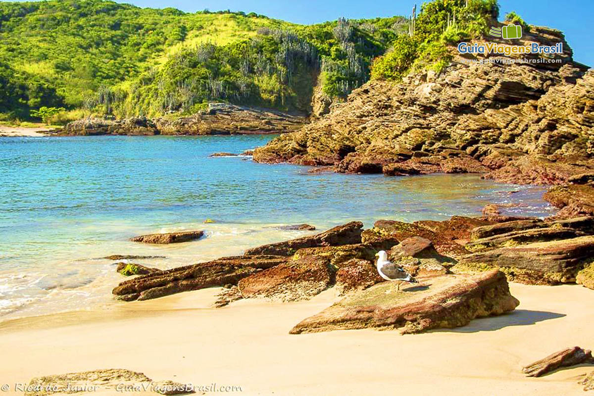 Imagem de pássaro em cima das pedras da praia em Búzios, RJ.