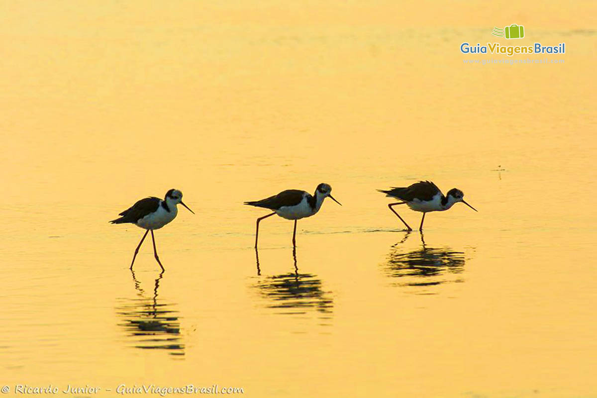 Imagem de três pássaros na beira do mar bebendo água no belo fim de tarde.