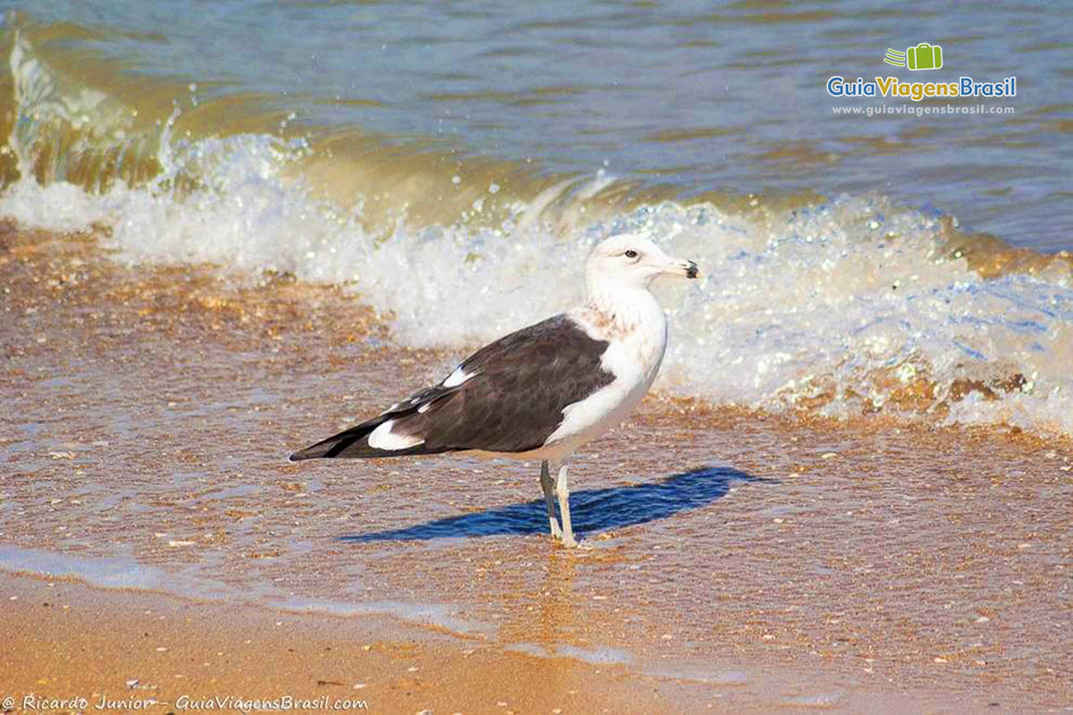 Imagem de um belo pássaro na beira da praia.