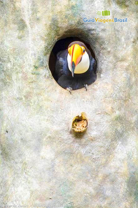 Imagem de lindos animais do Gramadozoo. 