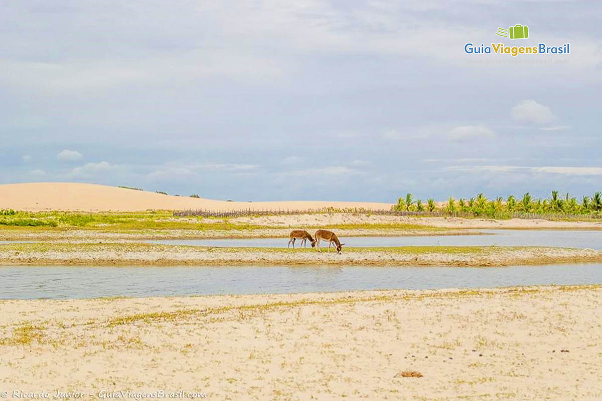 Imagem de burros comendo grama e bebendo águas em Camocim.