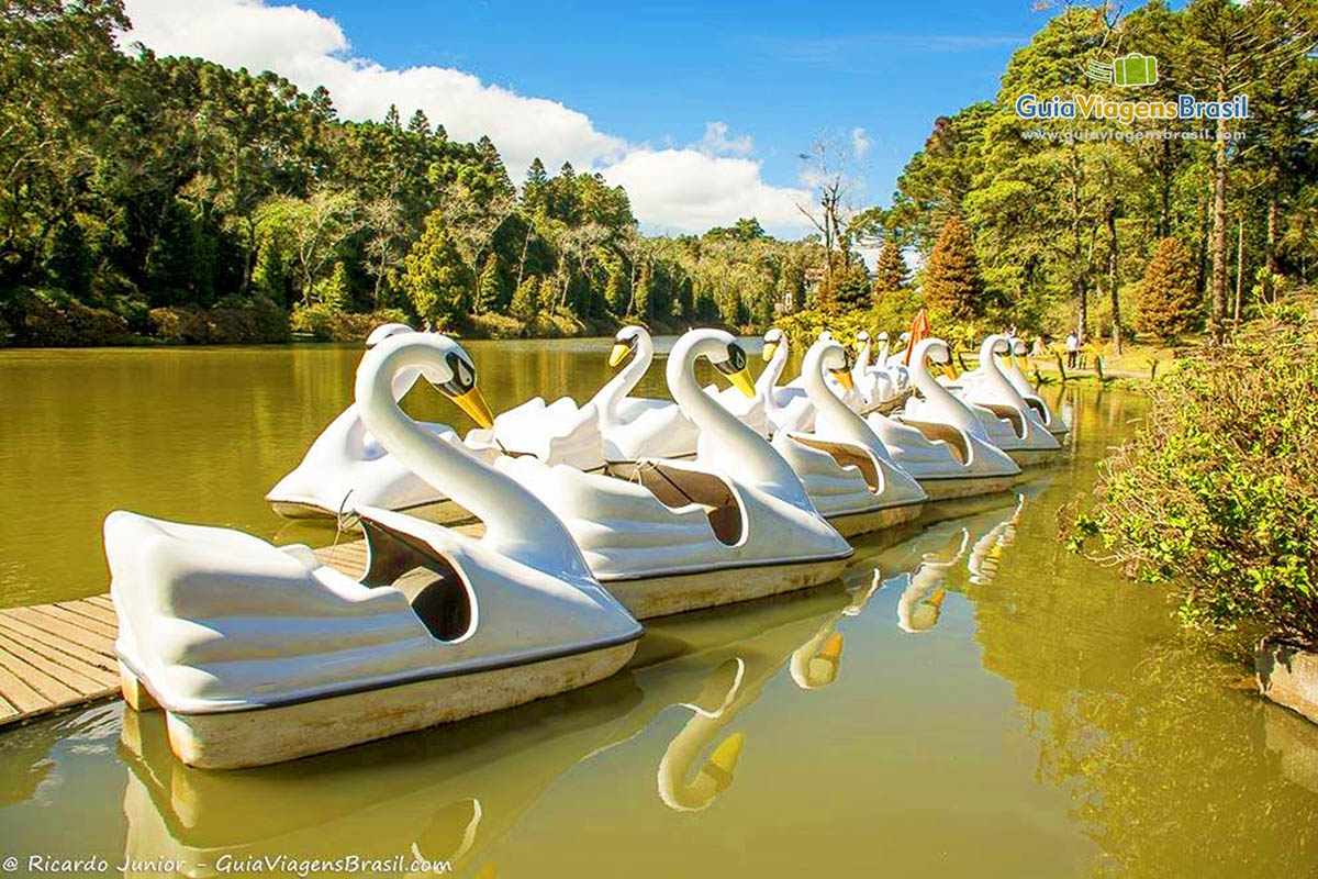 Imagem de pedalinhos de cisne lado a lado no lago.