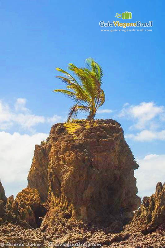 Imagem aproximada da pedra com coqueiro em cima. Natureza surpreendendo.