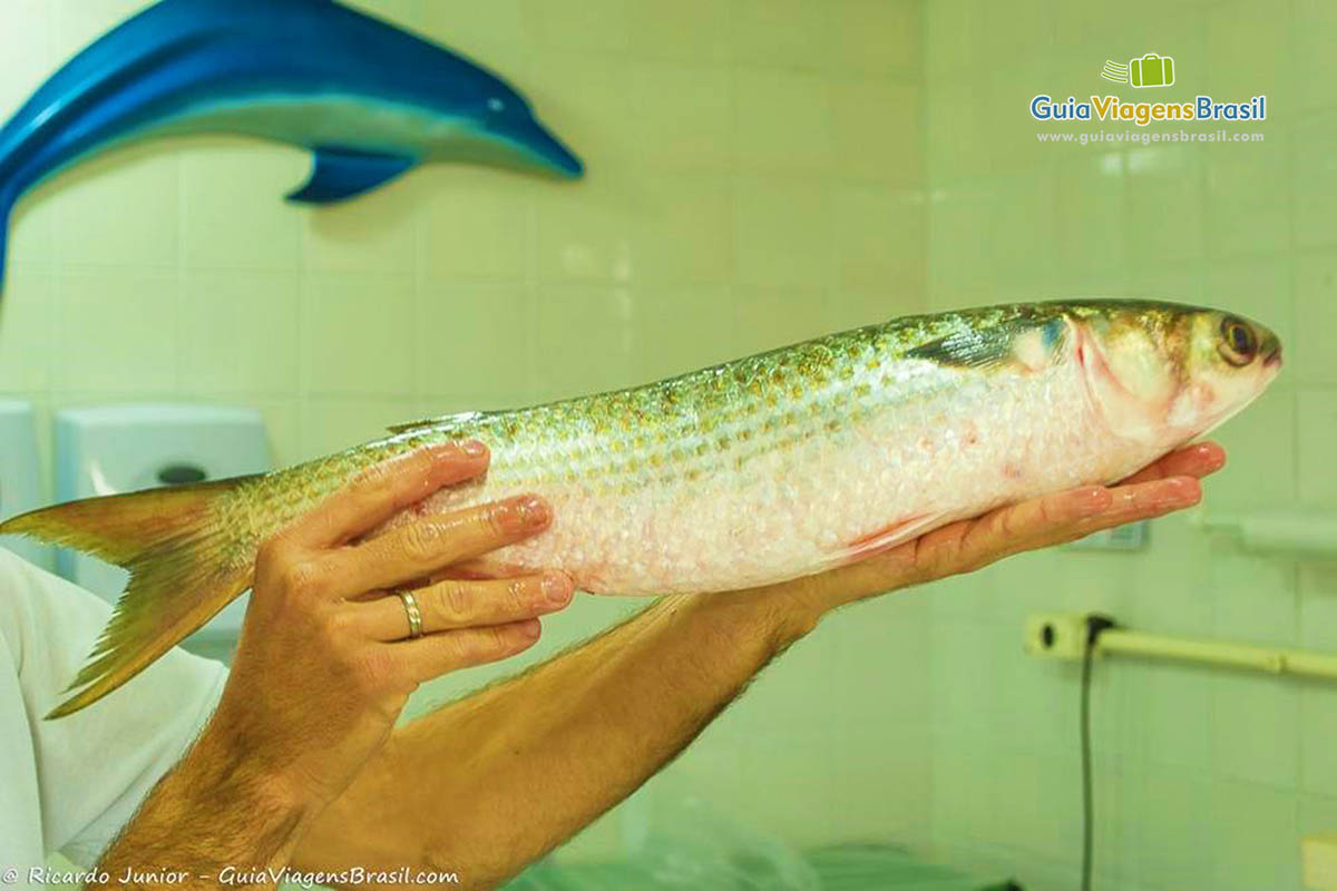 Imagem de um peixe fresco no mercado.