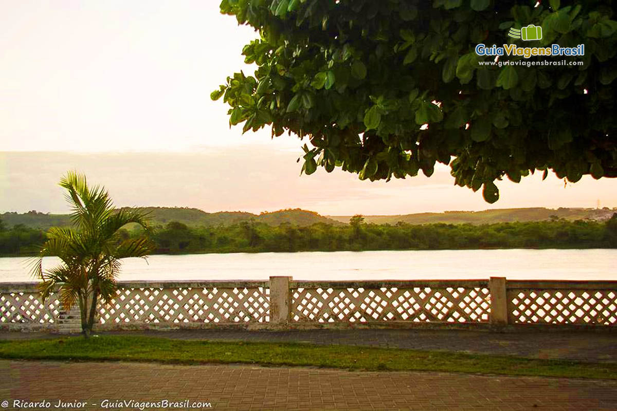 Imagem de uma bela árvore nas margens do Rio São Francisco.