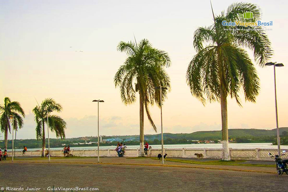 Imagem de coqueiros no Rio São Francisco.