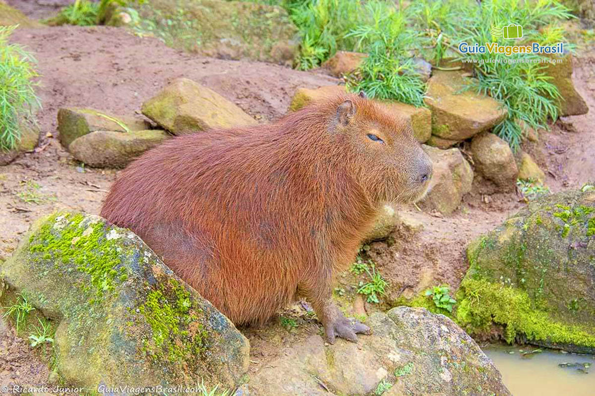 Imagem de uma pequena capivara.