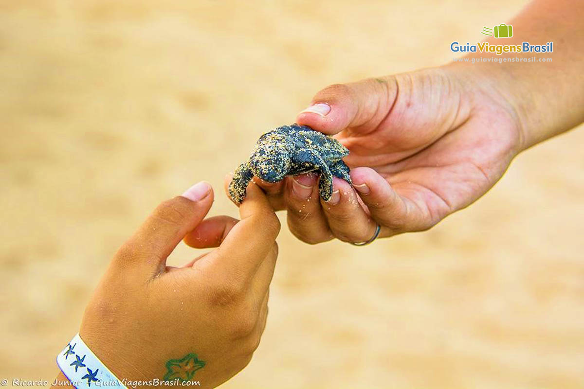 Imagem de uma pequenina tartaruga na mão de turistas.