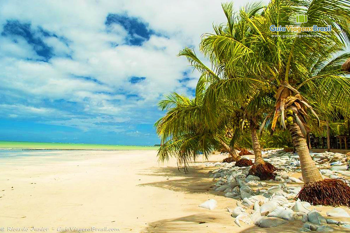 Imagem de pequenos coqueiros na areia e com pedras brancas em volta.