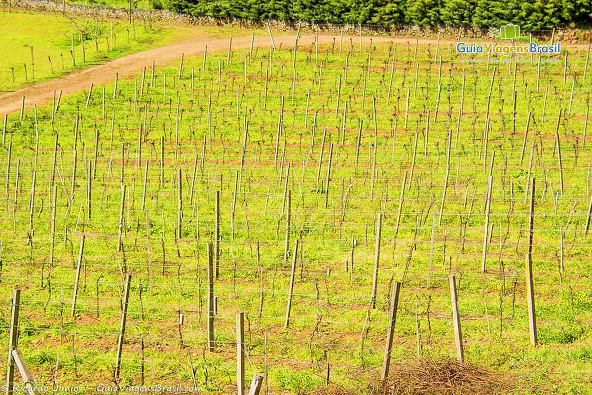 Imagem da plantação da vinícola. 