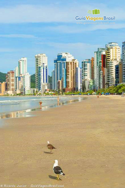 Imagem de pássaros na areia da bela praia.