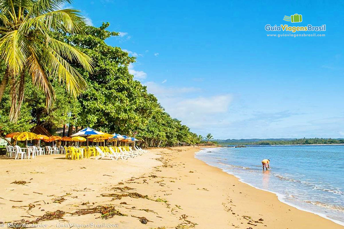 Imagem de coqueiros na orla da praia.