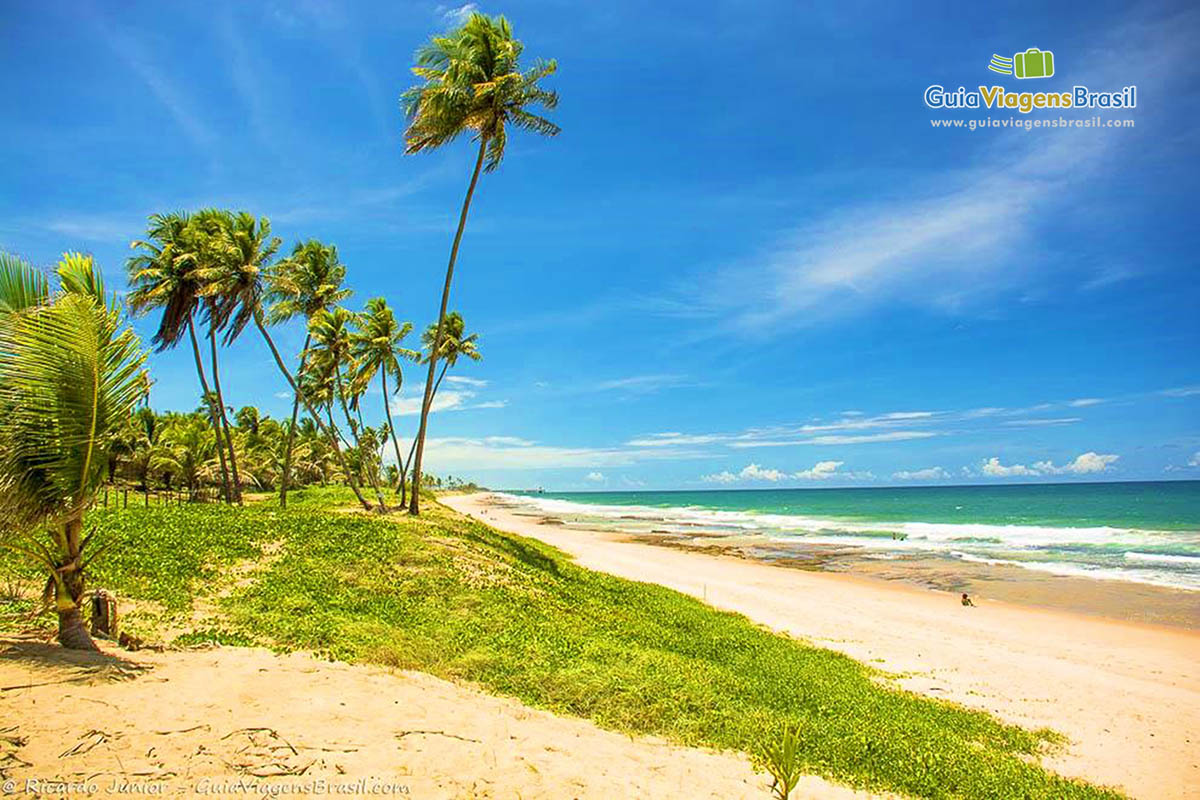 Imagem da vegetação da praia.