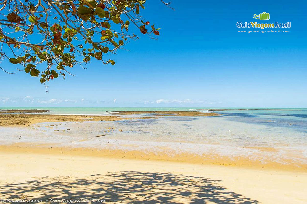 Imagem sombra de uma árvore nas areias da Praia do Espelho.