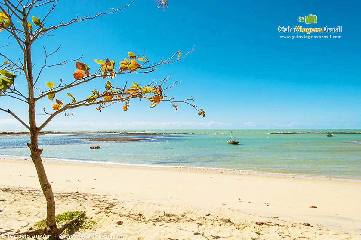 Imagem de uma árvore com poucas folhas e ao fundo o belo mar esverdeado com barcos pequenos no mar.