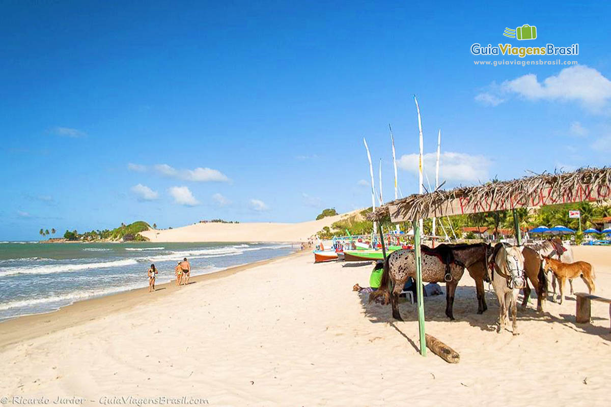 Imagem de cavalos nas areias da Praia Genipabu.